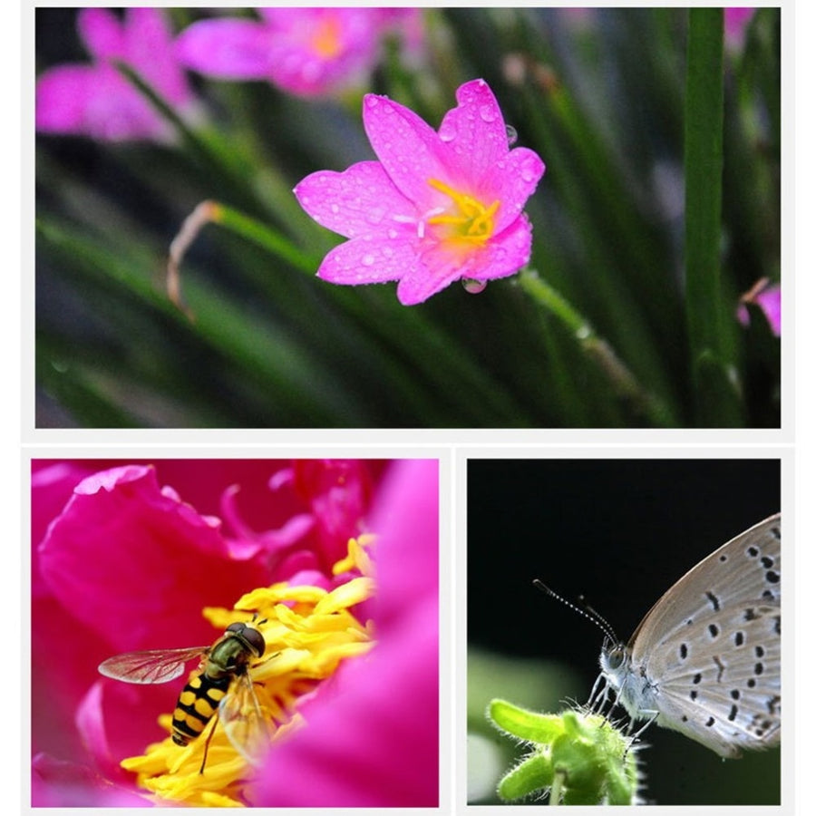 3-in-1 Universal Smartphone Extended Camera Lens